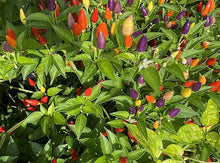 Bolivian Rainbow Pepper Seeds (Capsicum annuum) for a reliable harvest in the colorful kitchen gardens