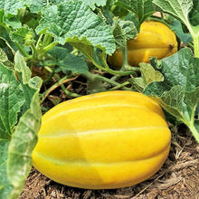 Melon Cucumis Melo Cantaloupe Seeds known for backyard Fresh Eating