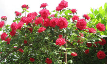Rose Tree Seeds for long-term planting in the Home Garden Beautification