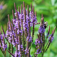 Blue Vervain Seeds known for stunning Show of Blue Flower Spikes