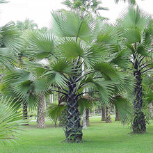 Trachycarpus Fortunei Tree Seeds for a lasting addition to the landscape