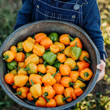 Pepper Gardening for planting in home garden.