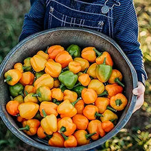 Orange Sweet Pepper seeds for sweet, tangy peppers