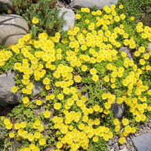 Ice Plant Yellow Plants grown for vibrant Ground Cover