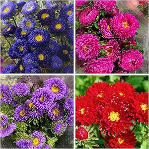 Aster Aster Alpinus Mixed Flower Seeds for Planting – Ideal for Wildflower Gardens and Seasonal Color Displays