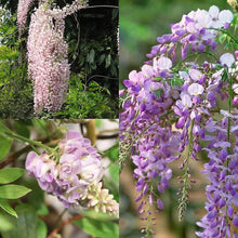 Mini Wisteria Bonsai Seeds (Wisteria sinensis) for a lasting addition to the Ornamental Flower Garden