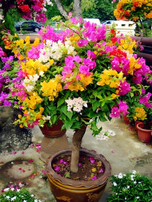 Rare Bougainvillea Seeds for growers seeking a long-blooming display