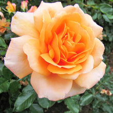 Rose Rosa Hybrida Golden Seeds for colorful blooms in the Home Decorative Borders
