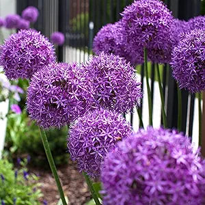 Allium Allium giganteum flower seeds for planting in vertical garden or home landscape designs - for planting in home garden