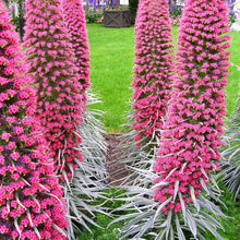 Echium Tree Seeds (Echium spp.) for long-term planting in the Flower Garden