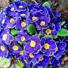 Primrose Primula Malacoides Rare Seeds for gardeners building out beds and borders