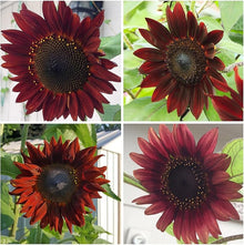 Sunflower Red Sun Seeds known for stunning Red-Orange Blooms