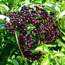Elderberry Seeds (Sambucus nigra) for colorful blooms in the home orchards and herbal gardens