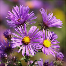 Kletternde Aster Aster spp for planting in flower bed