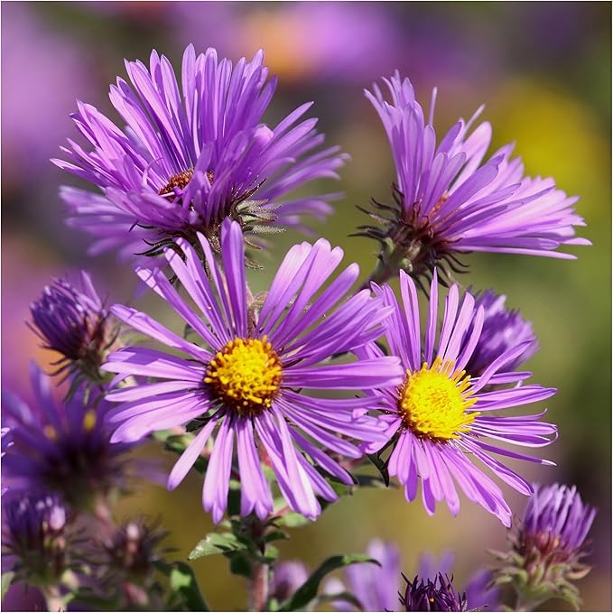 Kletternde Aster Aster spp for planting in flower bed