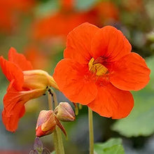 Nasturtium Tropaeolum majus flower seeds for planting in indoor pots or backyard garden - for planting in home garden