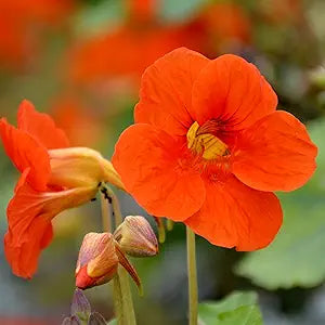 Nasturtium Tropaeolum majus flower seeds for planting in indoor pots or backyard garden - for planting in home garden