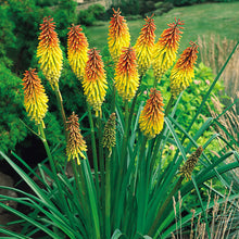 Red Hot Poker Seeds for a bright addition to the Flower Borders
