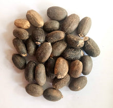 Jatropha Curcas Biodiesel Green Fuel Seltene Sukkulente Halb Samen Seeds for gardeners building out beds and borders