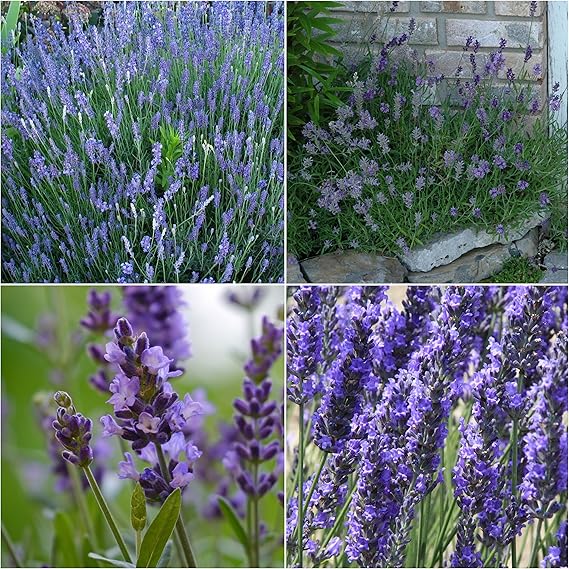 Lavender Flower Lavandula angustifolia for planting in herb garden