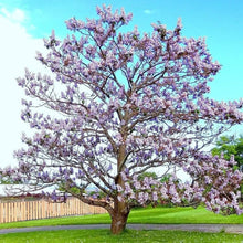 Royal Empress Tree Seeds for a lasting addition to the landscape