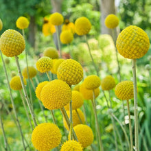 Craspedia globosa (drumstick flower) for planting in home garden
