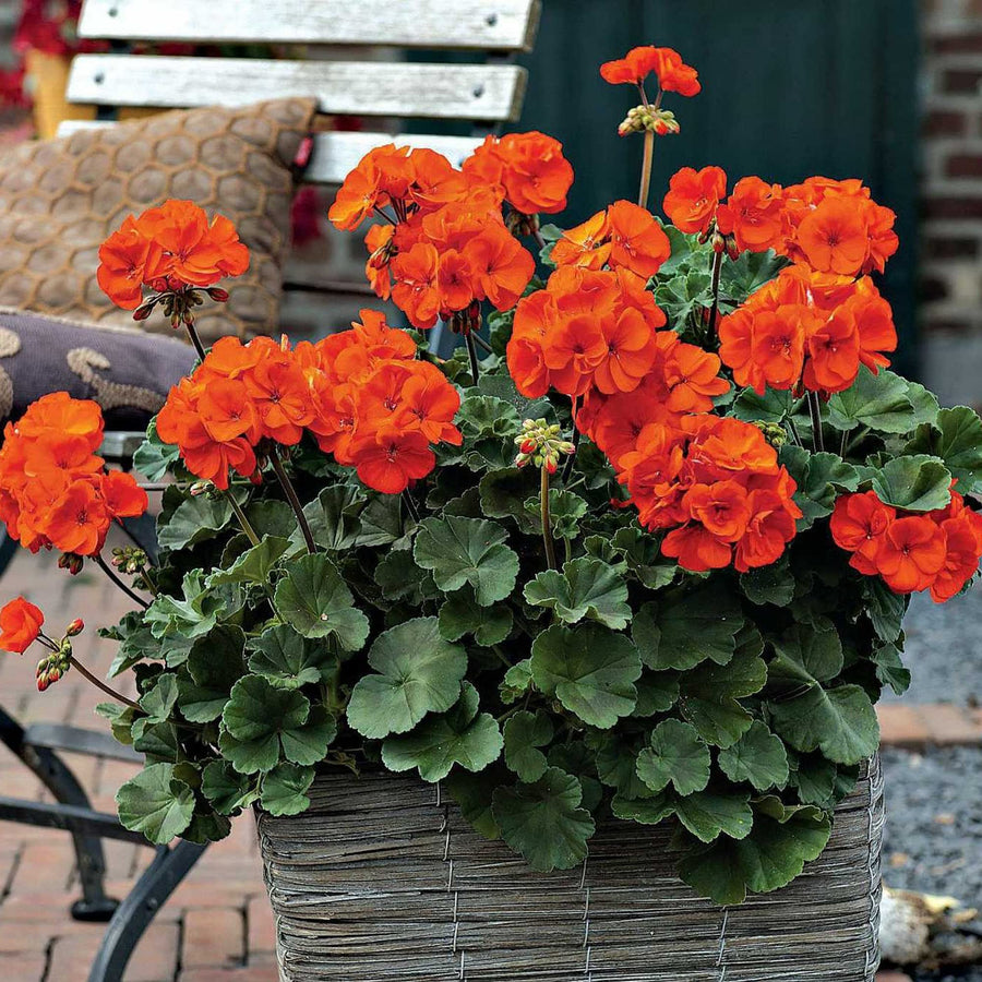 Geranium Flower ��������� Pelargonium spp. ��������� for planting in orange flower bed