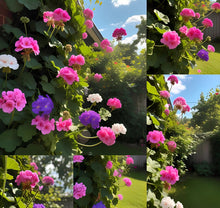 Climbing Geranium Pelargonium Seeds for fast cover along a fence or wall