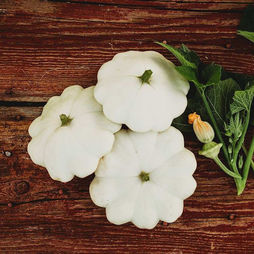 Heirloom Early White Bush Scallop Patty Pan Squash Seeds