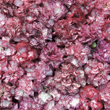 Raspberry Ripple Carnation seeds