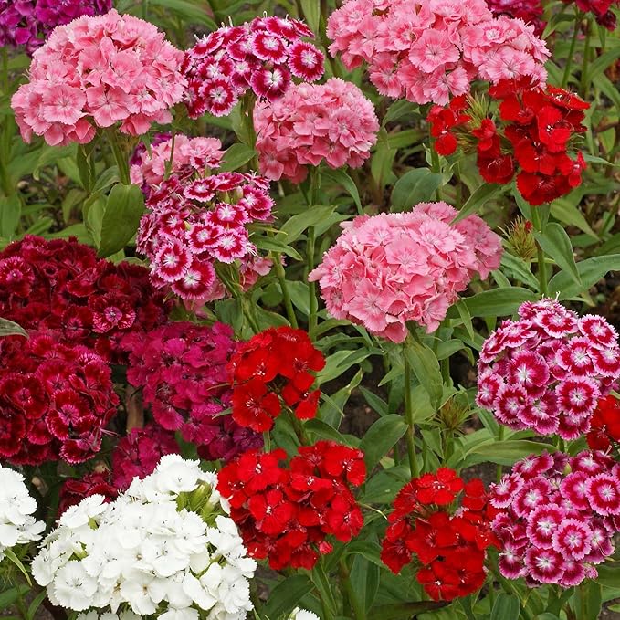 Karminrot Dianthus Perennial Flower Seeds â€“ Classic Crimson Shades with Fragrant Petals