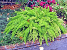 Foxtail Fern Seeds (Asparagus densiflorus) for growers stocking a kitchen garden