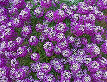 Alyssum Seeds (Lobularia maritima) for seasonal color across the Flower Bed & Garden
