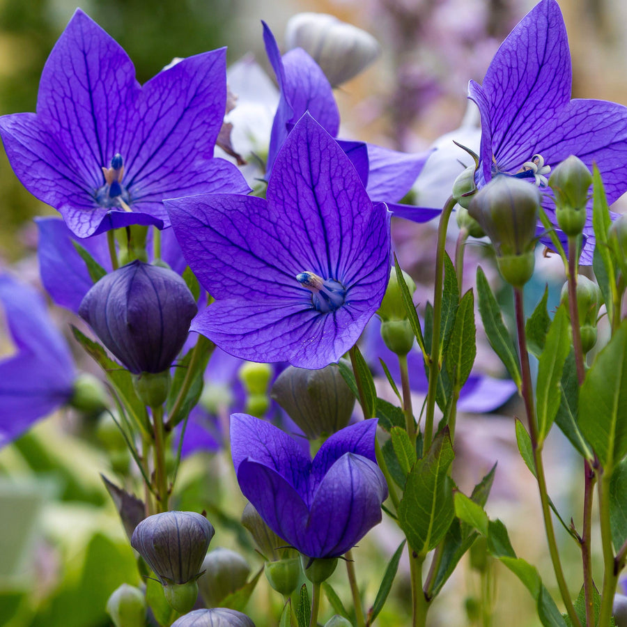 Platycodon Balloon Flower Seeds for puffy, perennial garden blooms