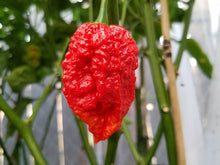 Chile Pepper Seeds (Capsicum chinense) for growers stocking the Bhutlah Red OG in Home Garden