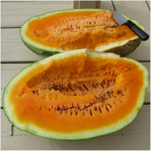 Orangeglo Watermelon Seeds (Citrullus lanatus) for a reliable harvest in the vegetable patches and summer gardens