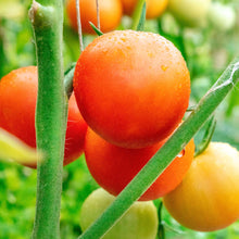 Tiny Tim Tomato Seeds (Solanum lycopersicum) for productive rows in the container gardens