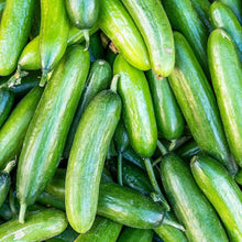 Boston Abbeizen Cucumber Seeds prized among growers for classic Vegetable Planting
