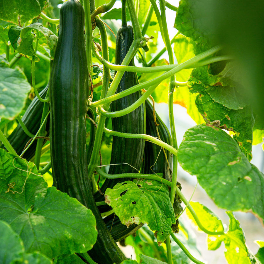 Parisian Pickle Cucumber Seeds for small and crunchy garden cucumbers