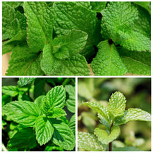 Spearmint Seeds (Mentha spicata) for growers seeking a long-blooming display