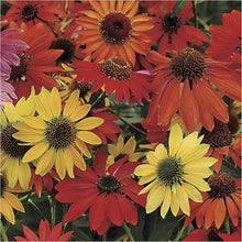 Glowing Dream Coneflower Seeds (Echinacea purpurea) for seasonal color across the flower beds and herb gardens