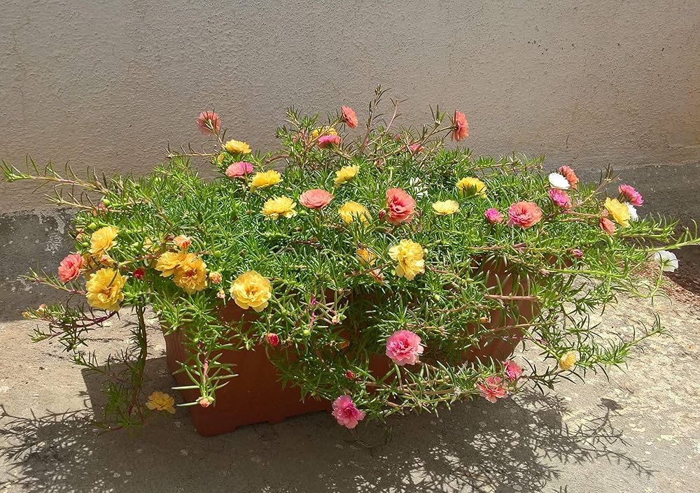 Lock Flower for planting in flower bed or vegetable patch