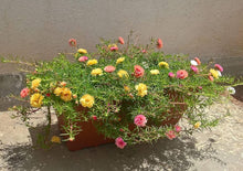 Lock Flower for planting in flower bed or vegetable patch