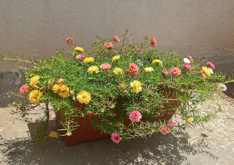 Lock Flower for planting in flower bed or vegetable patch