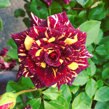 Rose Rosa Hybrida Pink Black Seeds for growers filling out the Garden Floral Displays