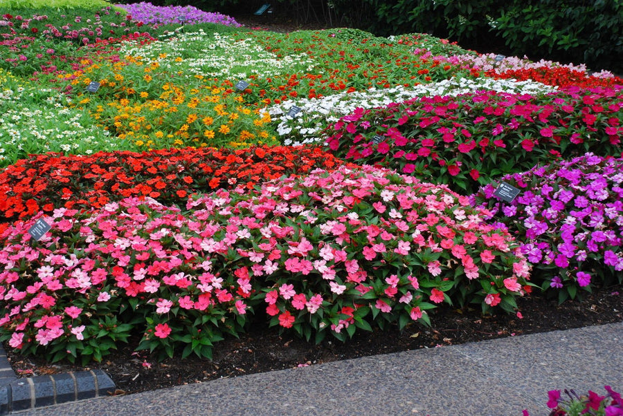 Red Impatiens Impreza shade flower seeds for garden planting