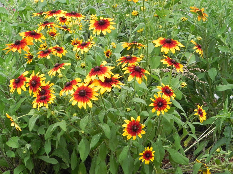 Daisy Rudbeckia Hirta Gloriosa Flower Seeds for Planting – Bright Blooms for Pollinator Gardens and Landscape Planting