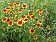 Rudbeckia hirta Gloriosa Daisy Seeds