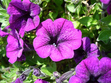 Petunia Petunia Hybrida Double Purple Flower Seeds for Planting – Full Blooms for Garden Edges and Patio Containers