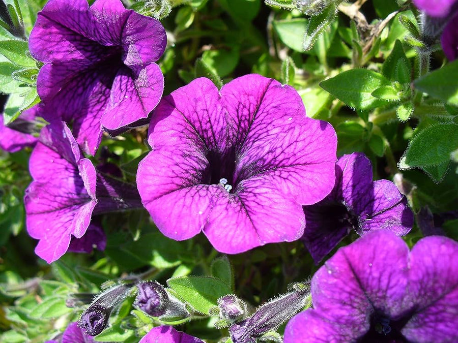 Petunia Petunia Hybrida Double Purple Flower Seeds for Planting – Full Blooms for Garden Edges and Patio Containers